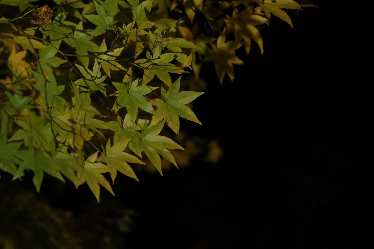 f:id:zekkei-japan:20191120220151j:plain f:id:zekkei-japan:20191120220151j:plain