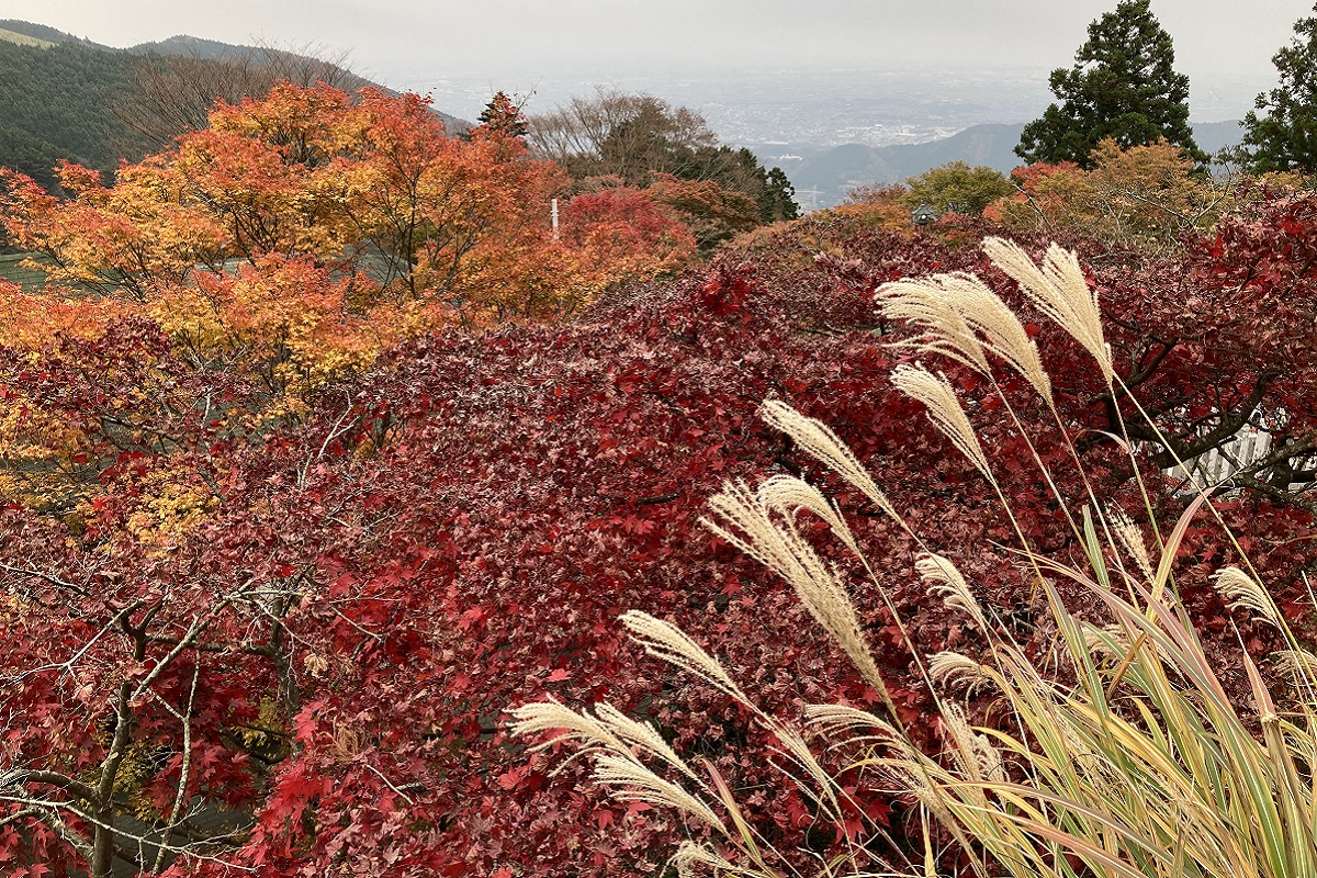 f:id:zekkei-japan:20211204215158j:plain