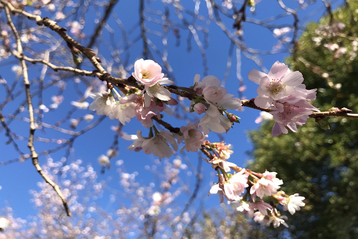 f:id:zekkei-japan:20211212105306j:plain