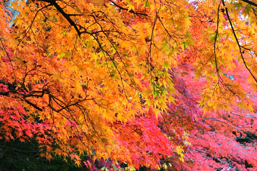 f:id:zekkeiblog2015:20161101170237j:plain