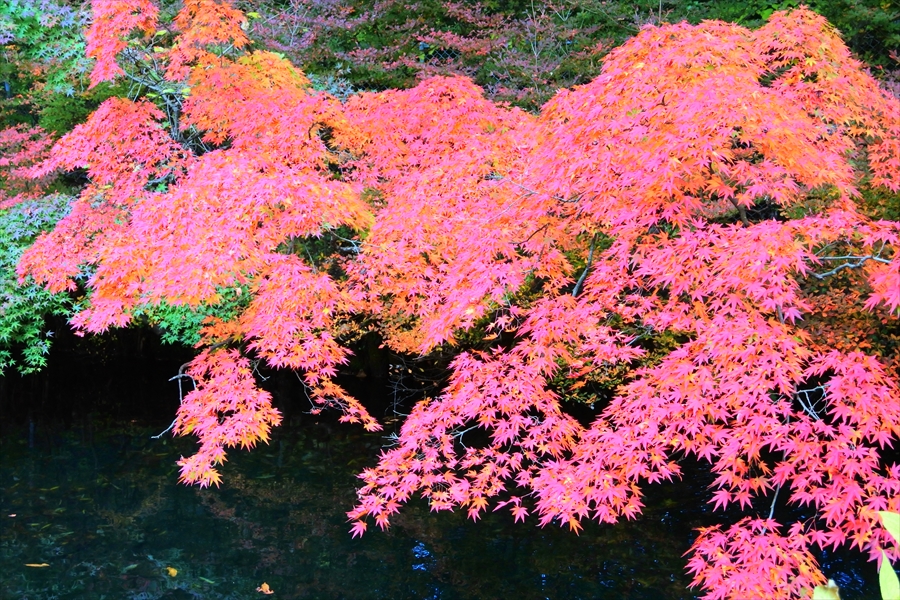 f:id:zekkeiblog2015:20161101171142j:plain