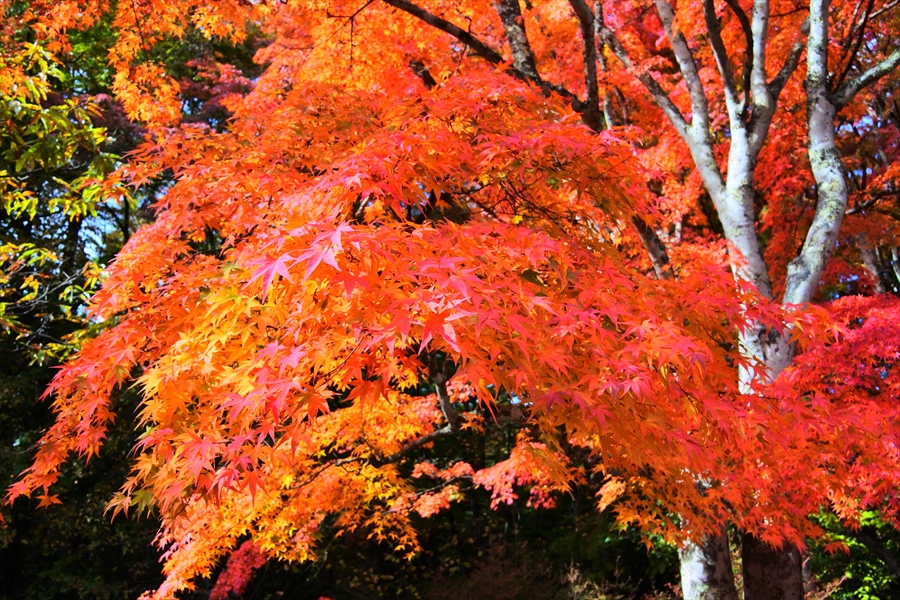 f:id:zekkeiblog2015:20161101172352j:plain