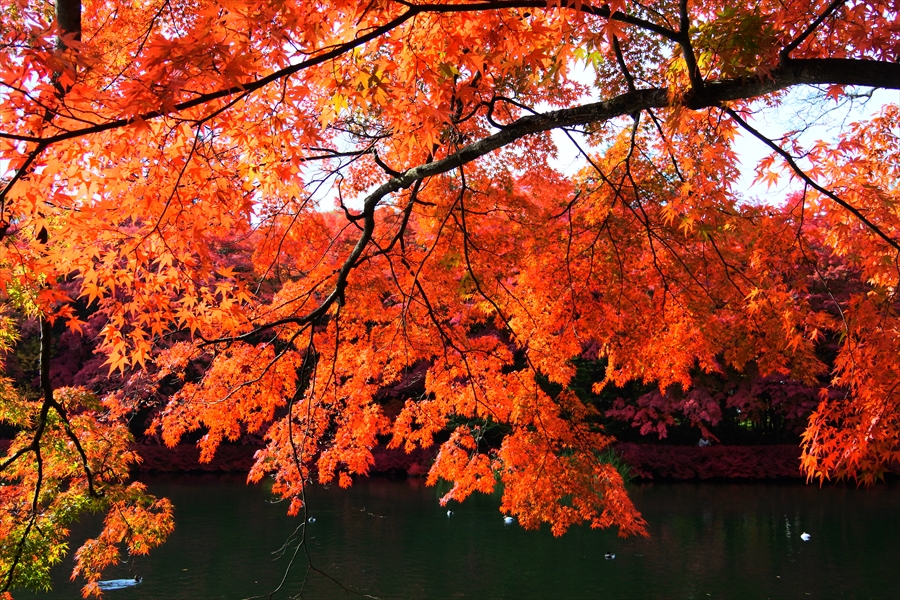 f:id:zekkeiblog2015:20161101175336j:plain