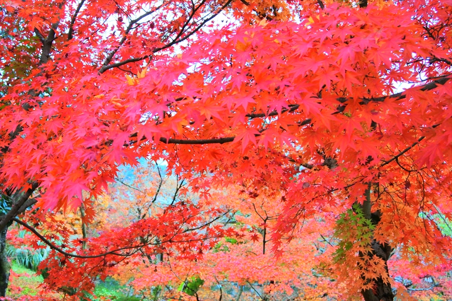 f:id:zekkeiblog2015:20161123173057j:plain