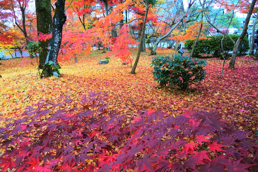 f:id:zekkeiblog2015:20161123173551j:plain