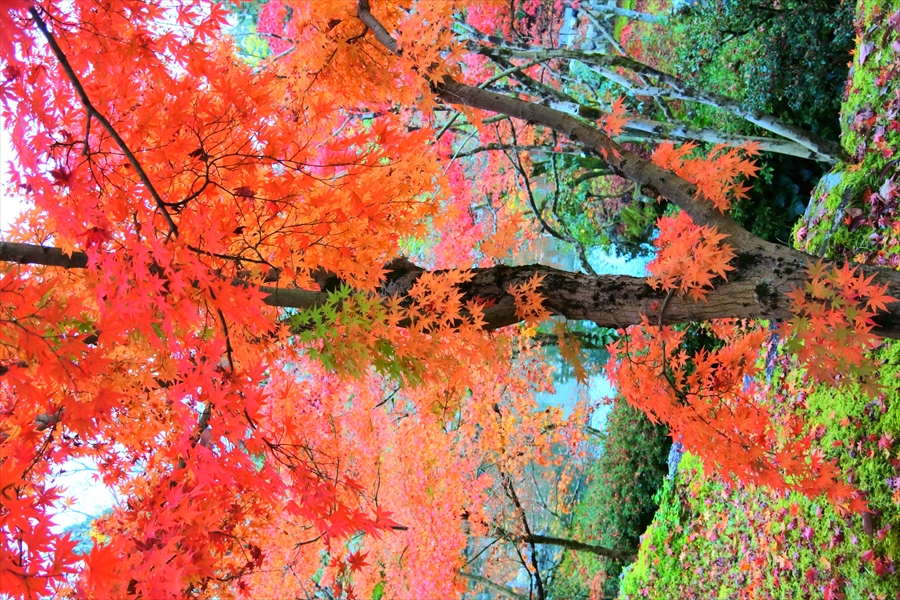 f:id:zekkeiblog2015:20161123173702j:plain