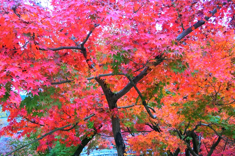 f:id:zekkeiblog2015:20161123175051j:plain