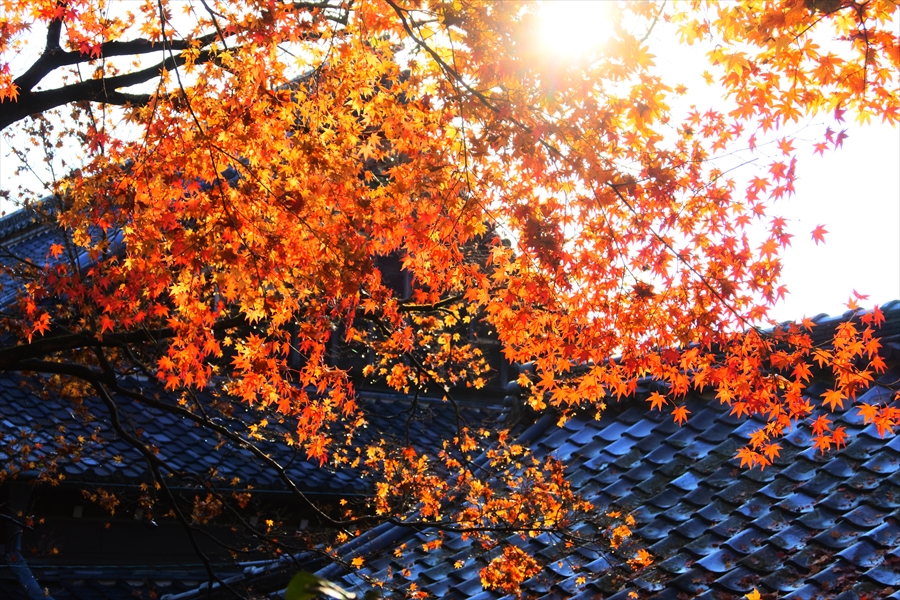 f:id:zekkeiblog2015:20161123180643j:plain