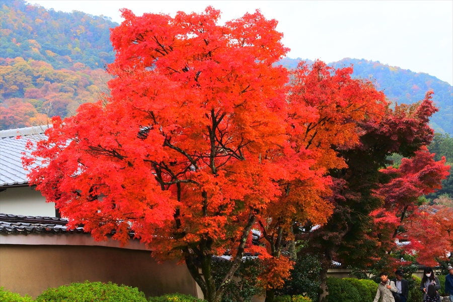 f:id:zekkeiblog2015:20161123180824j:plain