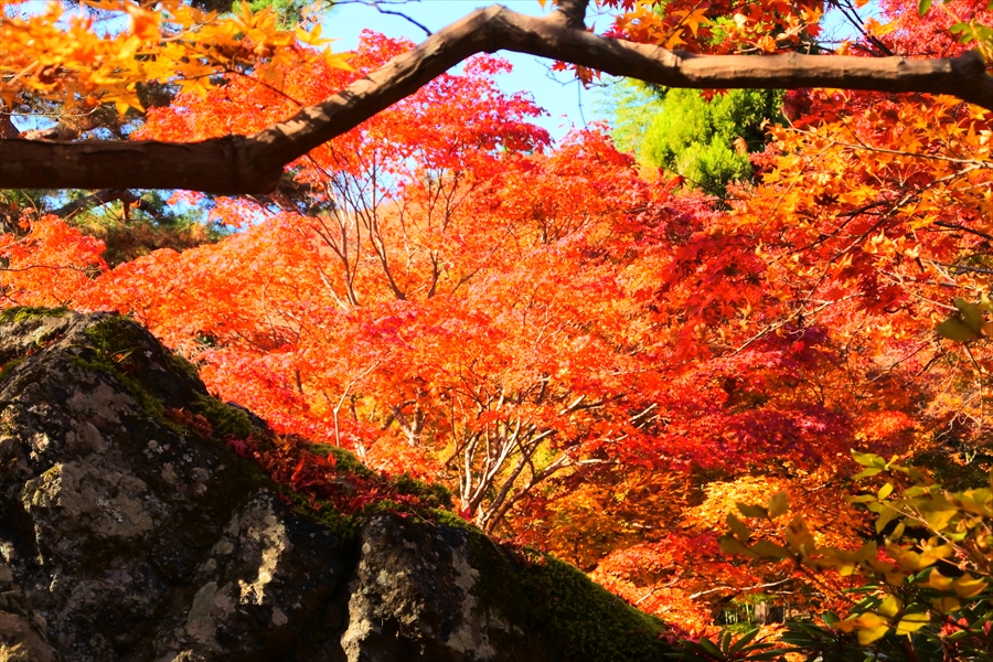 f:id:zekkeiblog2015:20161127214156j:plain