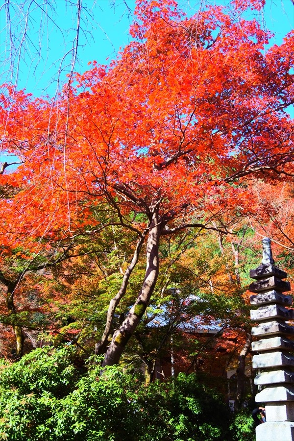 f:id:zekkeiblog2015:20161127214320j:plain