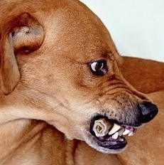 我慢 って仏教の言葉だったの 身近な仏教用語 禅の視点 Life