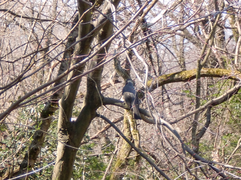f:id:zen_chi:20150328120304j:image