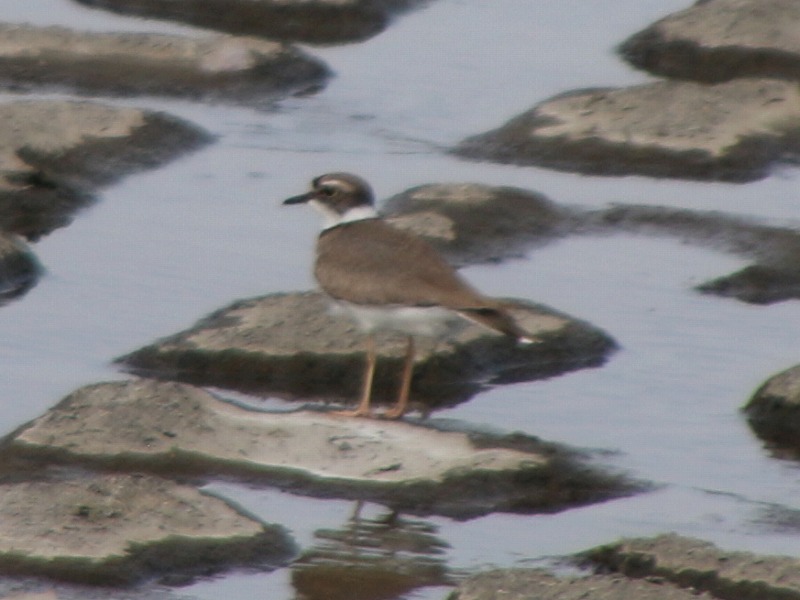 f:id:zen_chi:20160319011651j:image f:id:zen_chi:20160319011651j:image