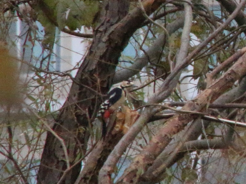 f:id:zen_chi:20171204170400j:image f:id:zen_chi:20171204170400j:image