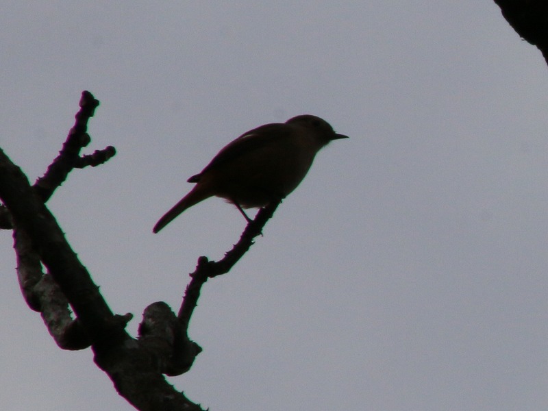 f:id:zen_chi:20171222184234j:image f:id:zen_chi:20171222184234j:image