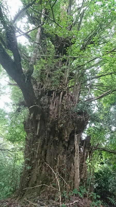 f:id:zen_chi:20190922161934j:plain