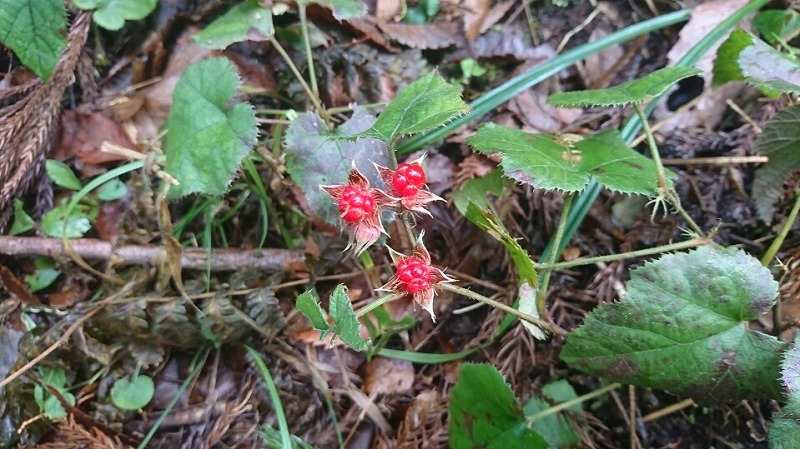 f:id:zen_chi:20200122200750j:plain