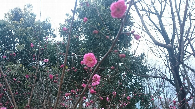 f:id:zen_chi:20200122201314j:plain