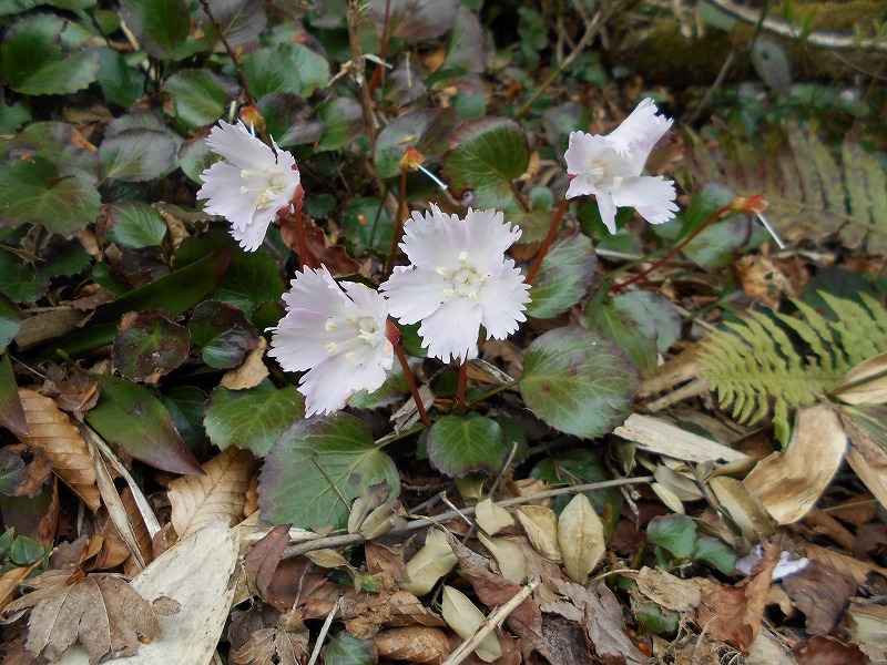 f:id:zen_chi:20200509165141j:plain