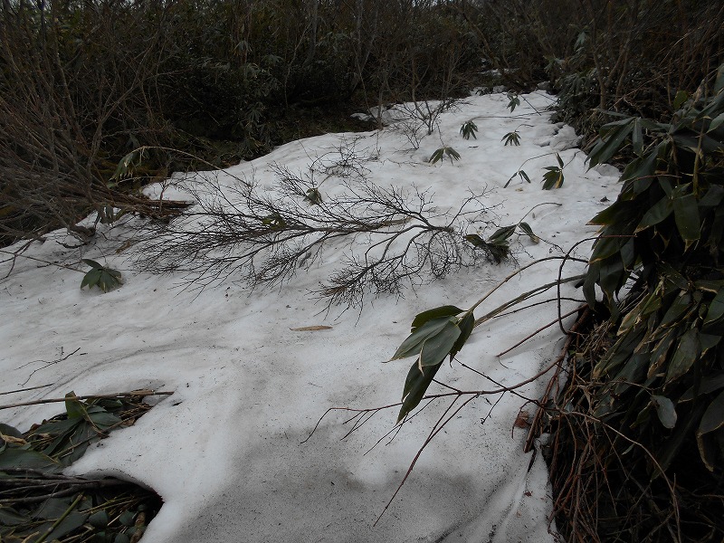 f:id:zen_chi:20200509165323j:plain