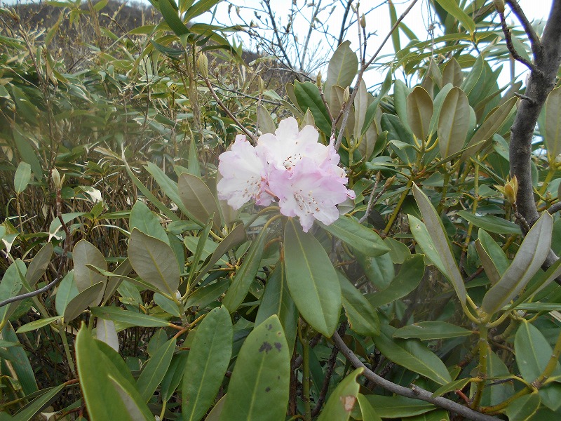 f:id:zen_chi:20200509165635j:plain