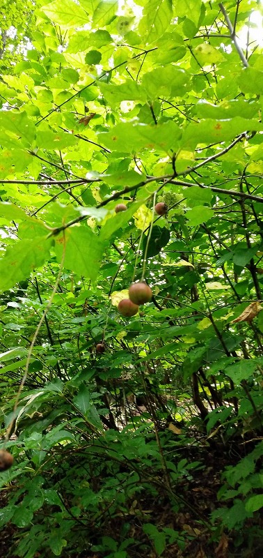 f:id:zen_chi:20210911175606j:plain