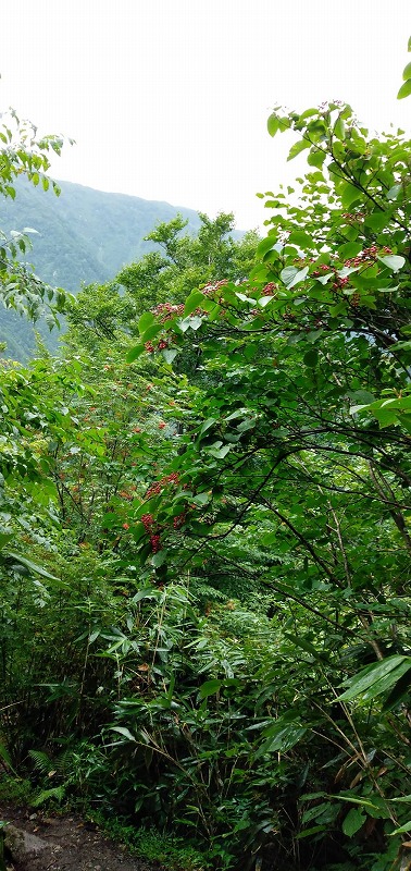 f:id:zen_chi:20210911175703j:plain