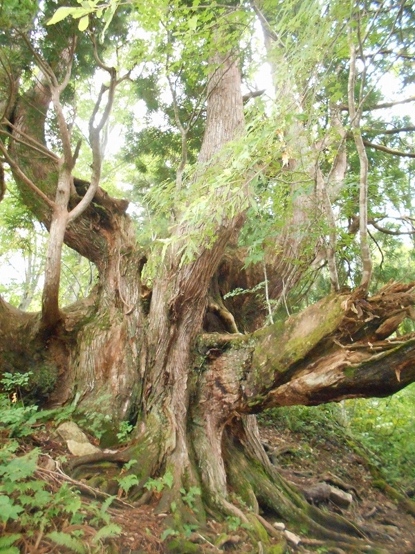 f:id:zen_chi:20210911180232j:plain