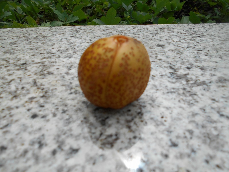 f:id:zen_chi:20210911180417j:plain