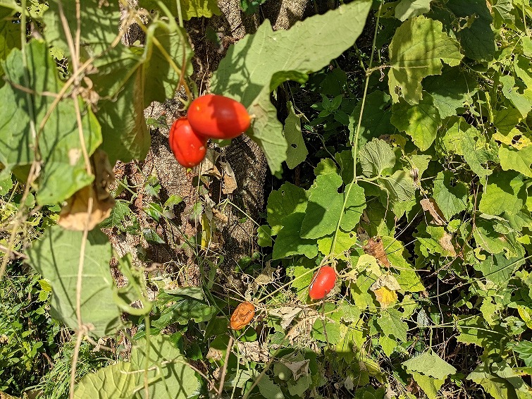 f:id:zen_chi:20211105174905j:plain