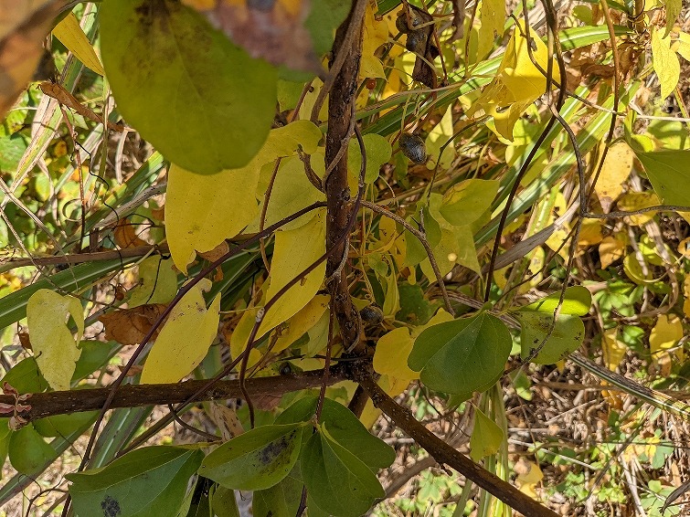 f:id:zen_chi:20211105174918j:plain