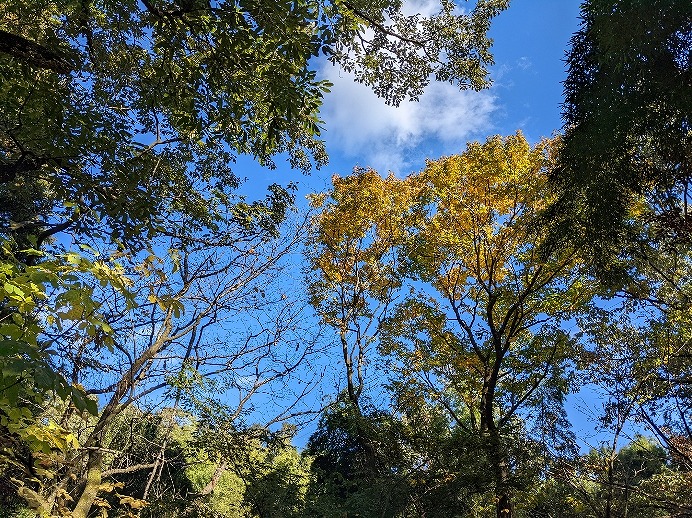 f:id:zen_chi:20211105175000j:plain