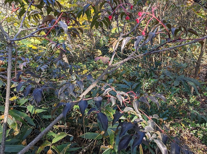 f:id:zen_chi:20211105175013j:plain