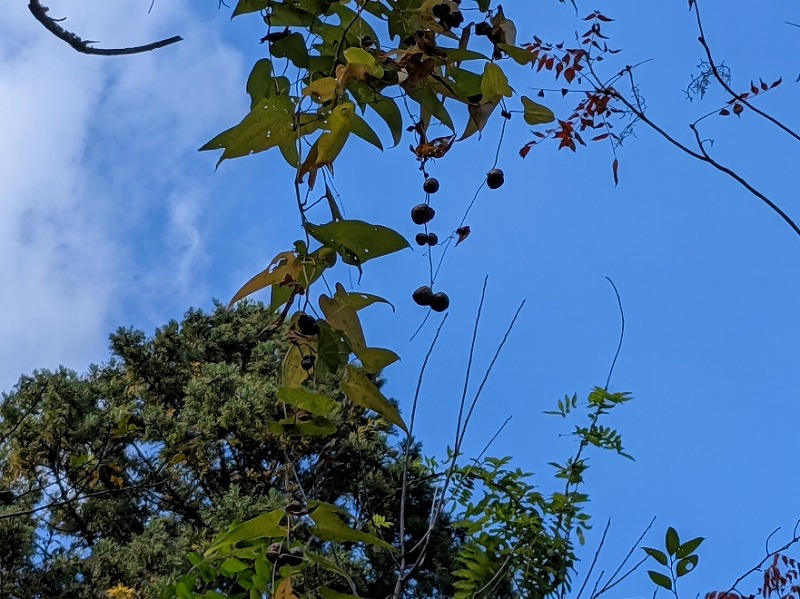 f:id:zen_chi:20211105175045j:plain