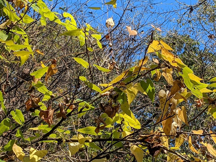 f:id:zen_chi:20211105175058j:plain