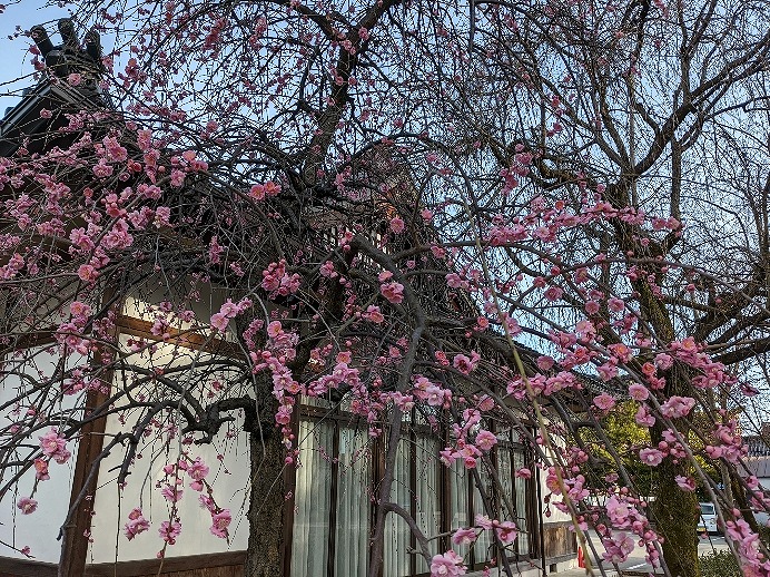 f:id:zen_chi:20220321173303j:plain