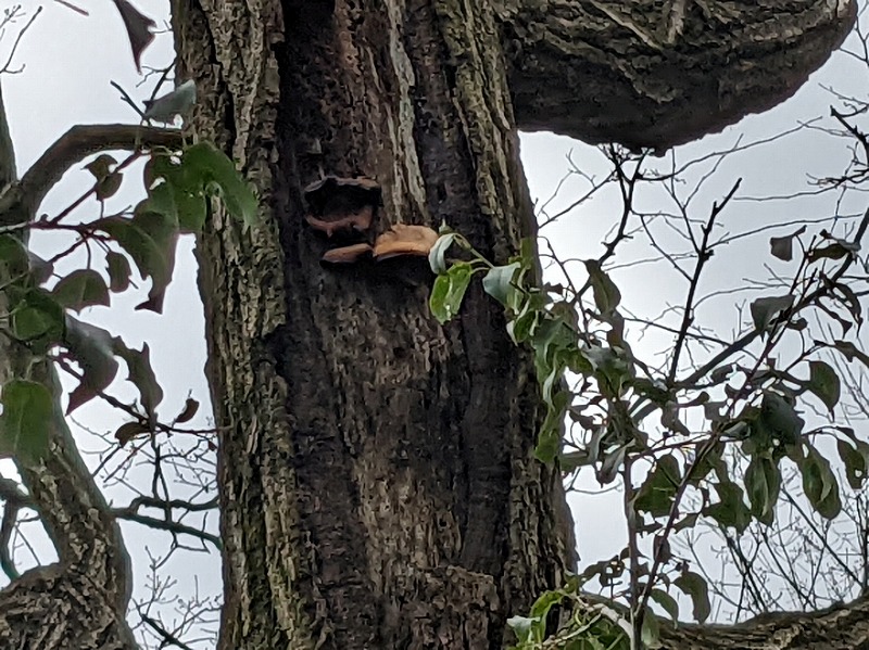 f:id:zen_chi:20220321174353j:plain