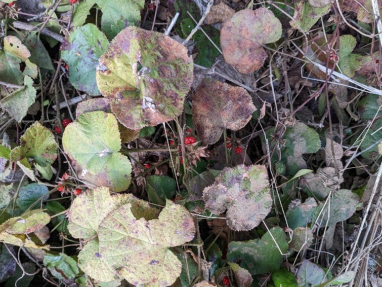 f:id:zen_chi:20220321174454j:plain