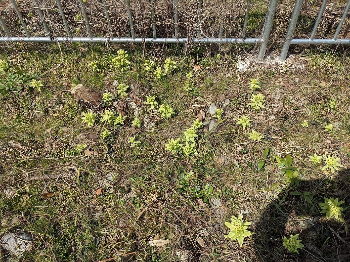 f:id:zen_chi:20220321174512j:plain