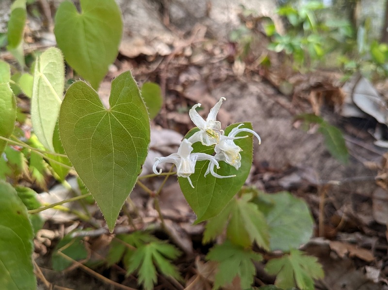 f:id:zen_chi:20220411183121j:plain