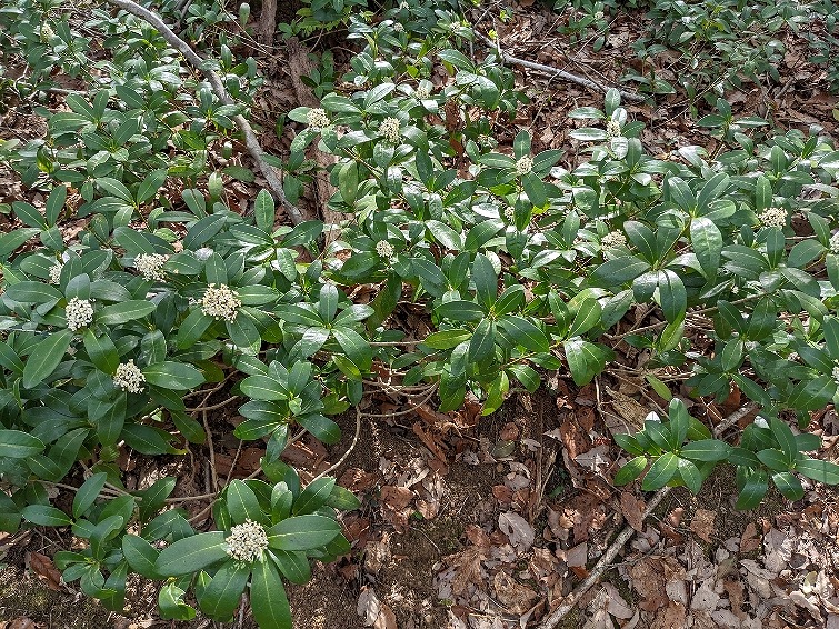 f:id:zen_chi:20220411183230j:plain