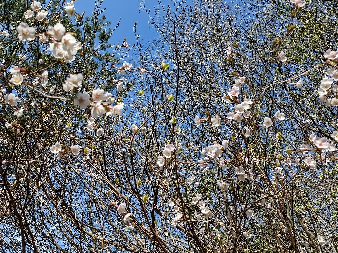 f:id:zen_chi:20220411183453j:plain