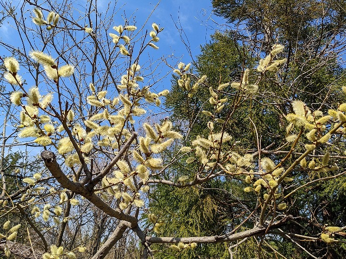 f:id:zen_chi:20220411183531j:plain