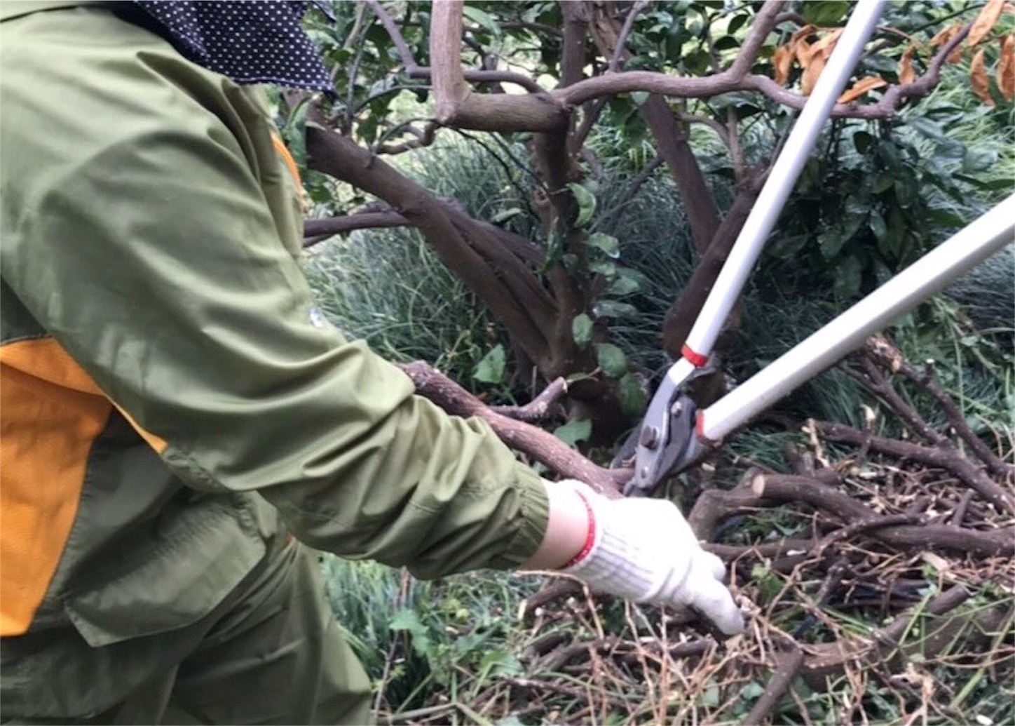 f:id:zenbeefarm:20190509015735j:image f:id:zenbeefarm:20190509015735j:image