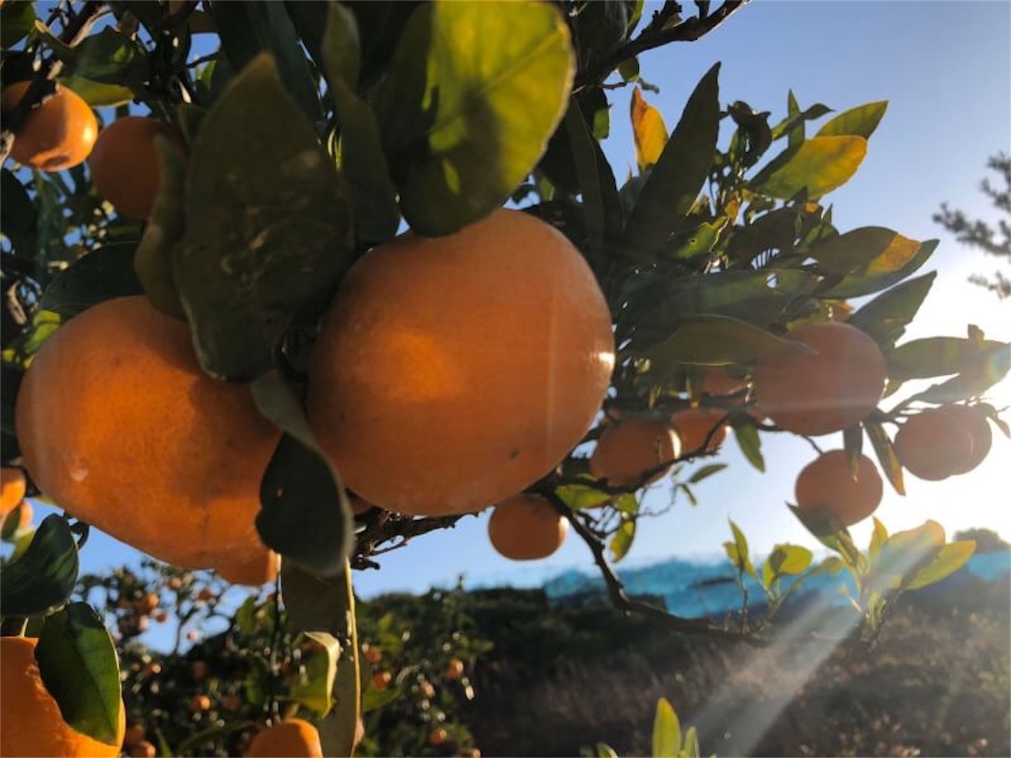 f:id:zenbeefarm:20191214220501j:image