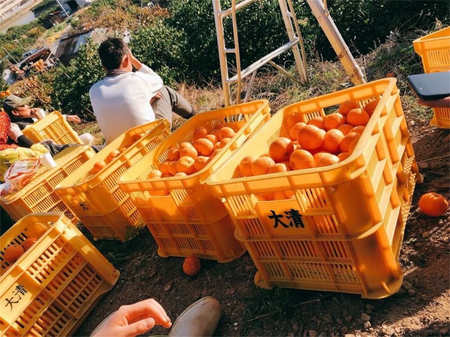 f:id:zenbeefarm:20191215102512j:image