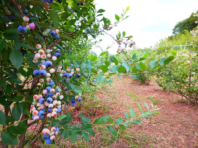 f:id:zenchanfarm:20190811190616j:image f:id:zenchanfarm:20190811190616j:image