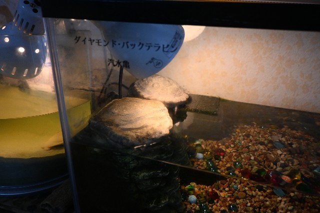 f:id:zenigame1:20221231135325j:image