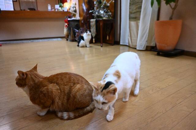 f:id:zenigame1:20241206201210j:image